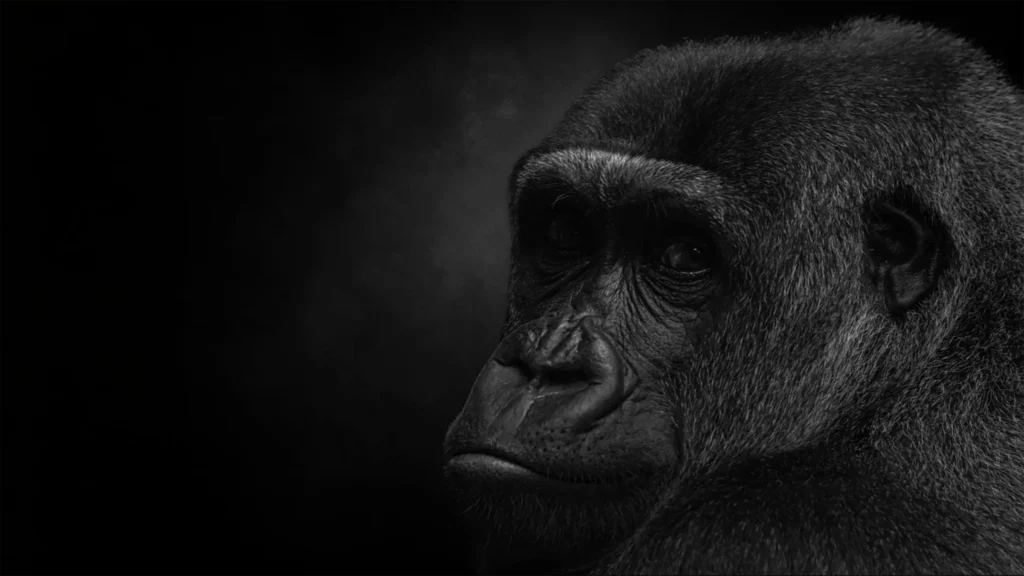 Black and white gorilla portrait used as the About Chris page hero image