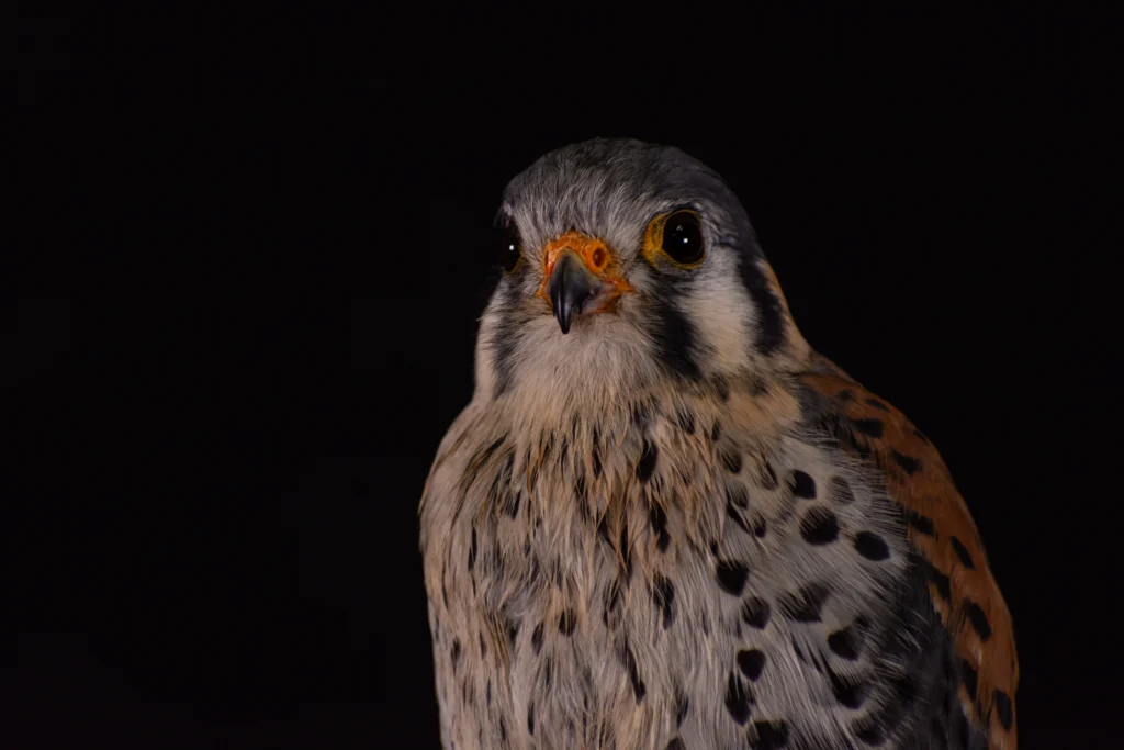 Front-facing kestrel portrait with patterned plumage against a near-black background