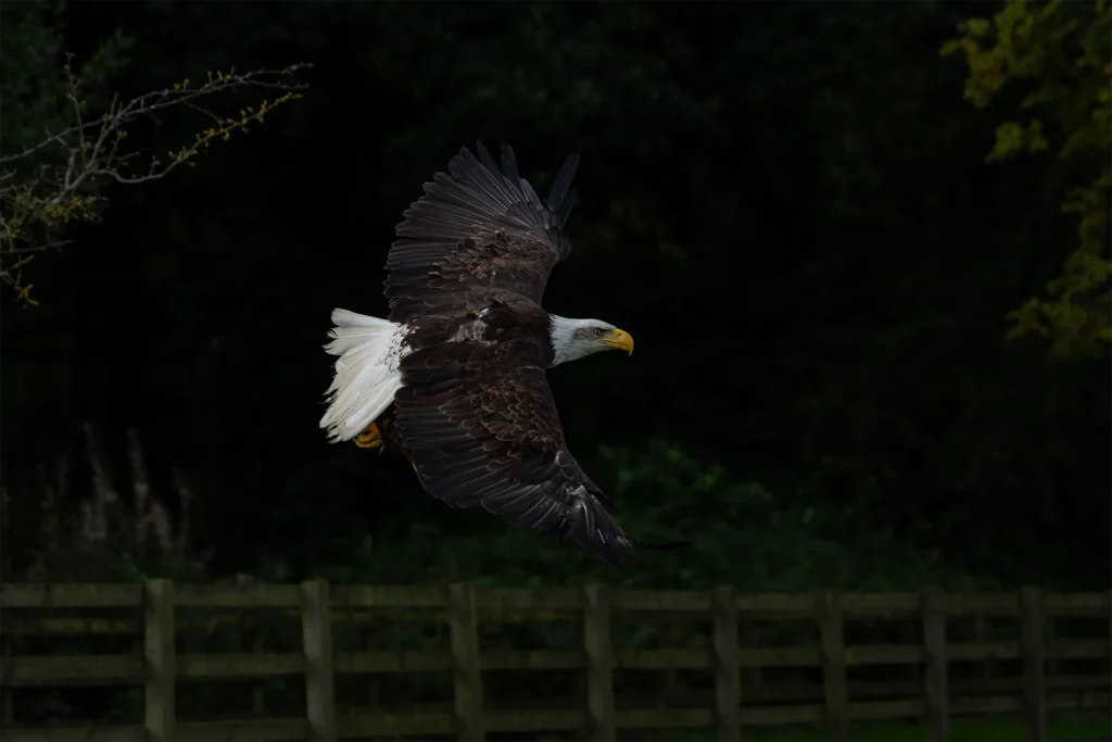 Bald eagle flying with wings spread against a dark woodland background