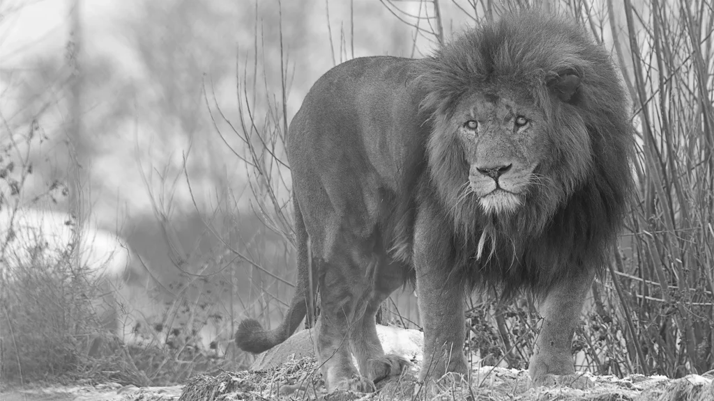 Male lion standing in a snowy winter landscape