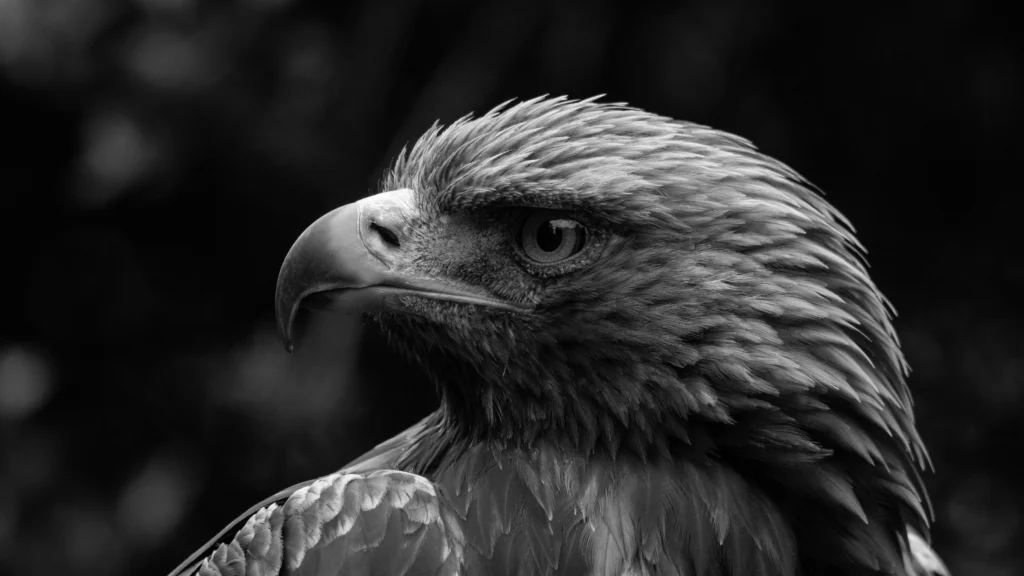 Close-up colour portrait of a golden eagle with sharp eye detail and layered brown feathers