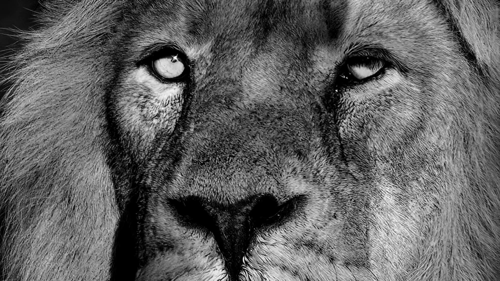 Black and white portrait of a lion looking directly toward the camera.