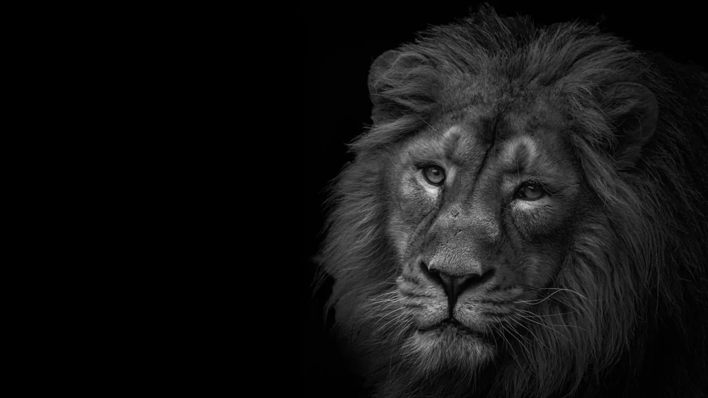 Black and white portrait of a male lion against a dark background