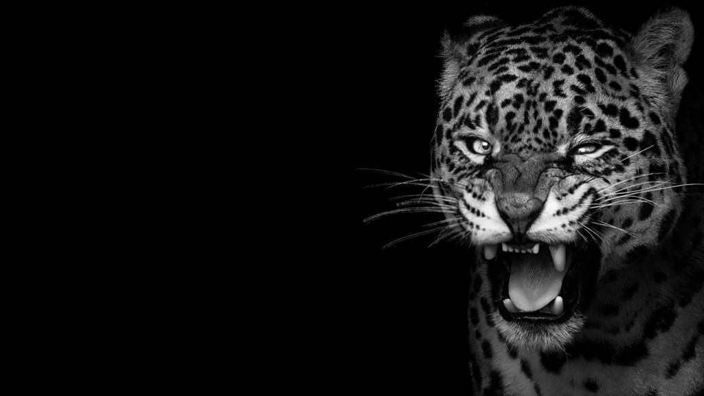 Black and white portrait of a snarling leopard against a dark background