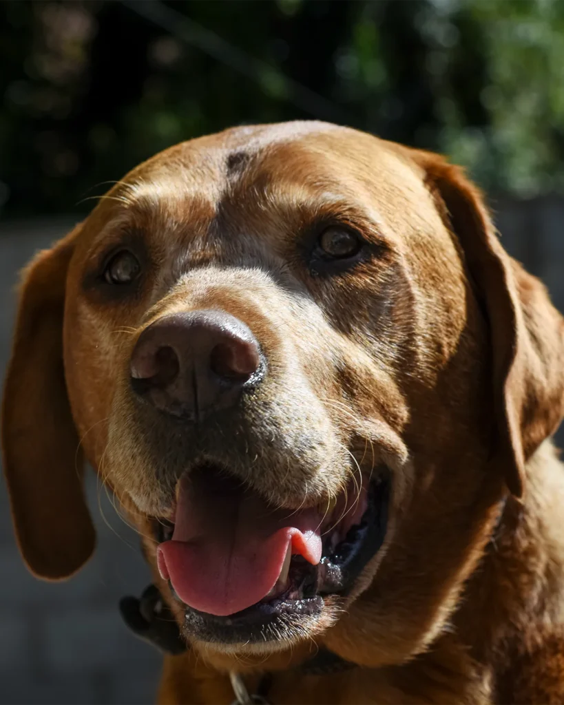 Brown dog looking towards the camera in a natural outdoor pet portrait