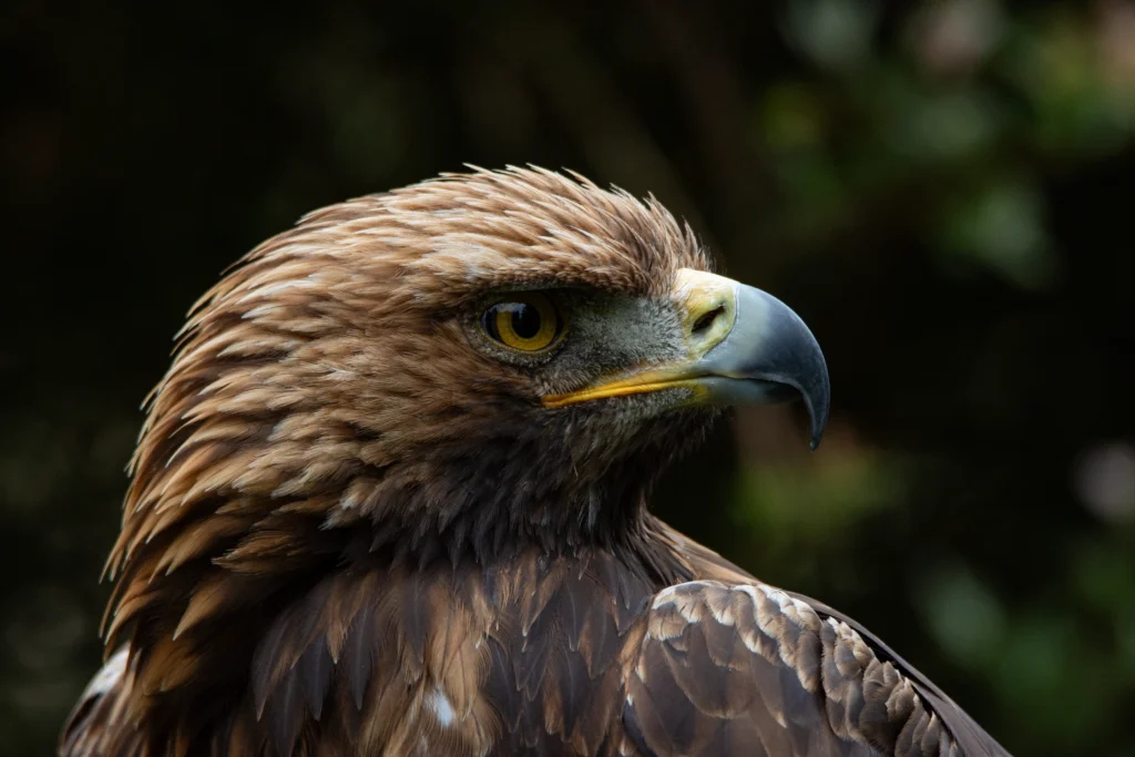 Side-profile portrait of a golden eagle with detailed brown plumage against a dark green background