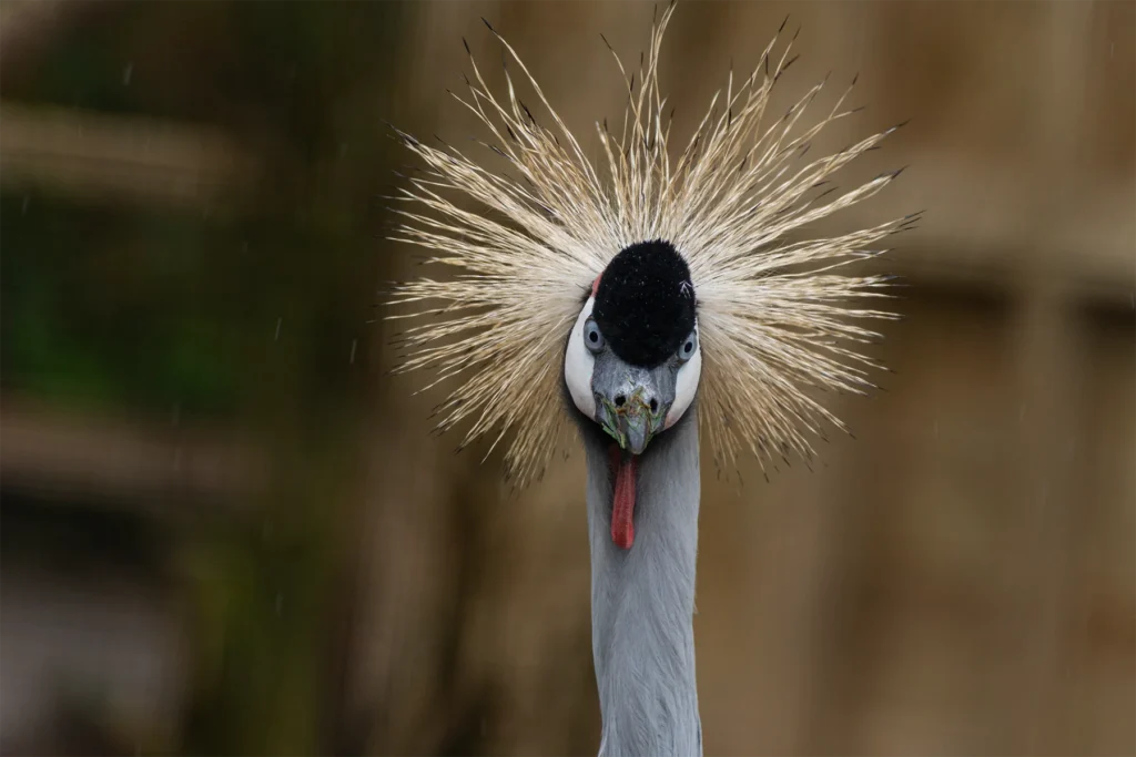 Front-facing grey crowned crane displaying its distinctive golden crown feathers