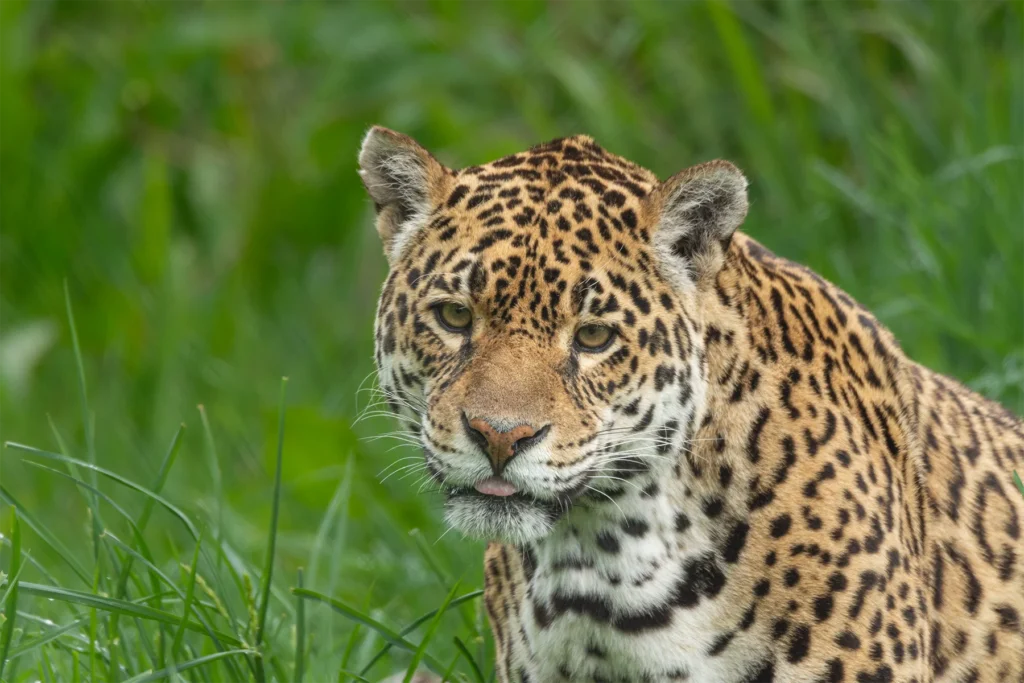 Jaguar walking through lush green grass