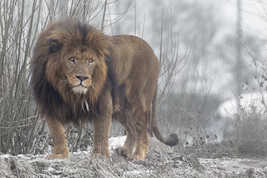 Male lion standing in a snowy winter landscape