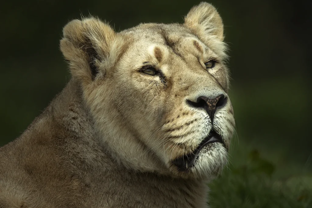 Lioness portrait looking upward against a dark green background