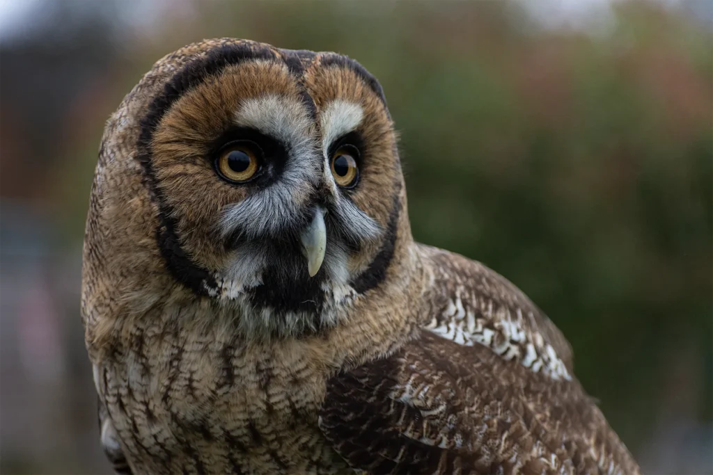 Close-up portrait of a brown owl with large yellow eyes against a softly blurred natural background