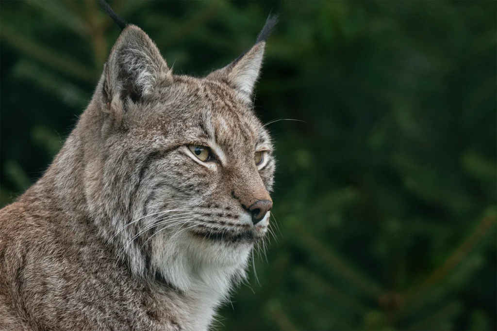 Canadian lynx portrait against a dark green woodland background