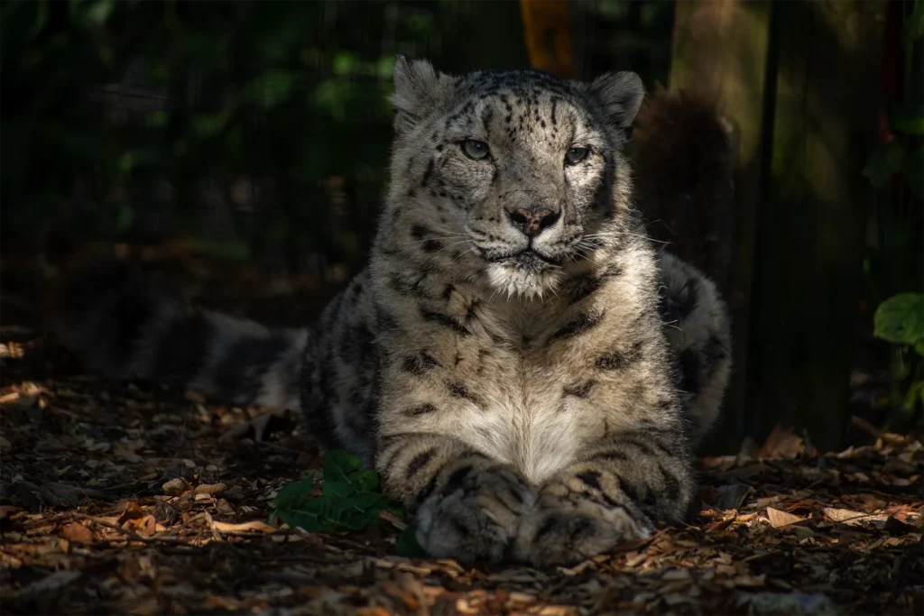 Snow leopard resting in dappled woodland light