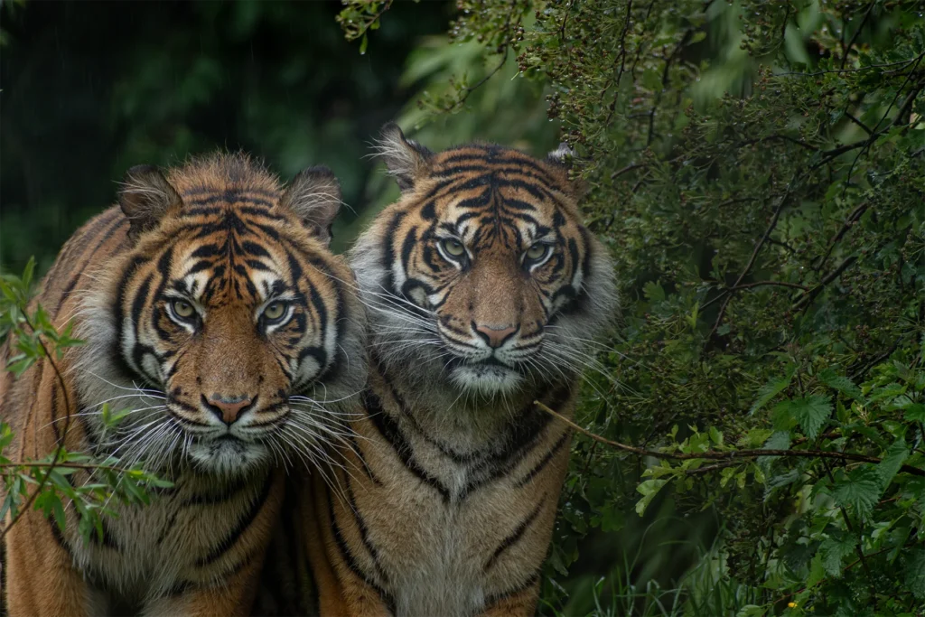 Two tigers standing together among dense green foliage
