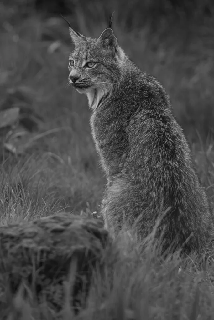 Black and white portrait of a bobcat standing against a softly blurred natural background.