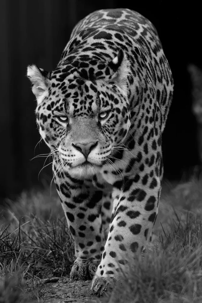 Black and white image of a jaguar walking forward through grass.