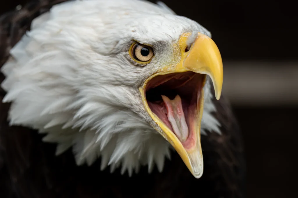 Close-up portrait of a bald eagle calling with its beak open against a dark background