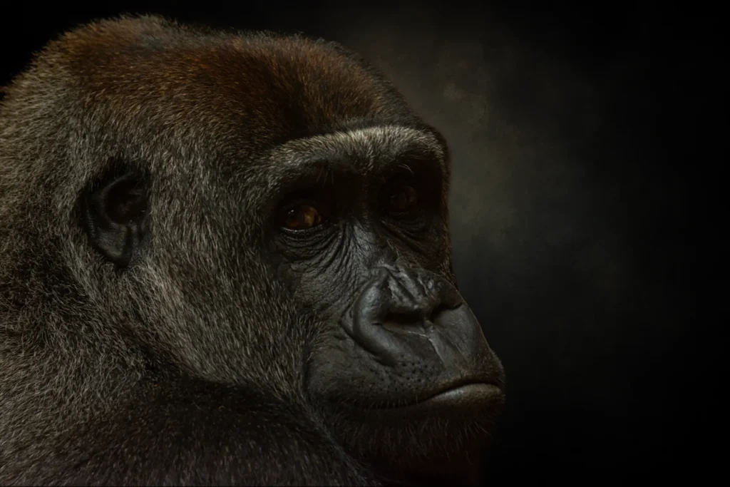 Stylised gorilla wildlife portrait with a dark atmospheric background and warm amber light